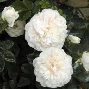 Smetanovo bela - Alba vrtnice